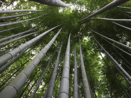20110826_Moso-bamboo-WEB-2000x1500