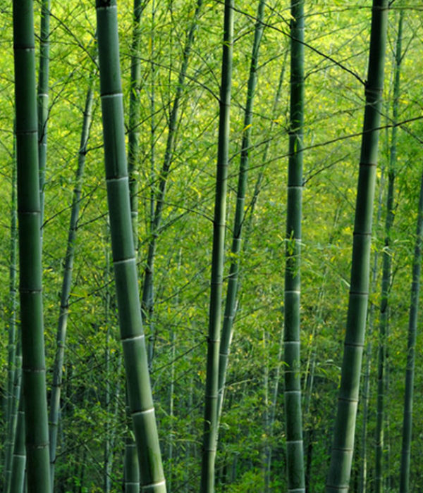 Bamboo-forest2