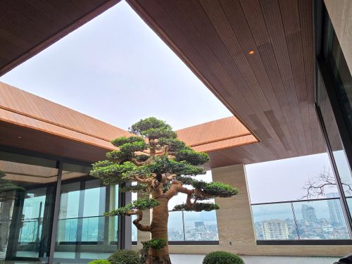 penthouse-doi-can-tam-op-tre-3